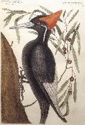 Catesby Mark Largest White Billed Woodpecker Germany oil painting artist